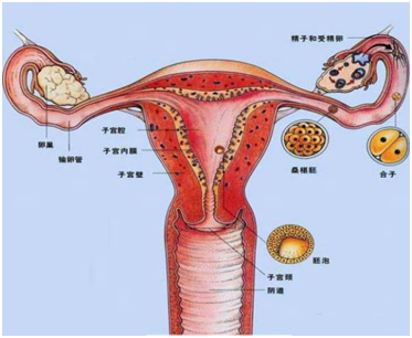 房间装修效果图_房间装修设计图_宝宝房间装修