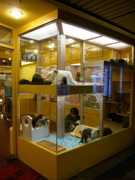 宠物店装修效果图_宠物店装修_宠物店的装修图片