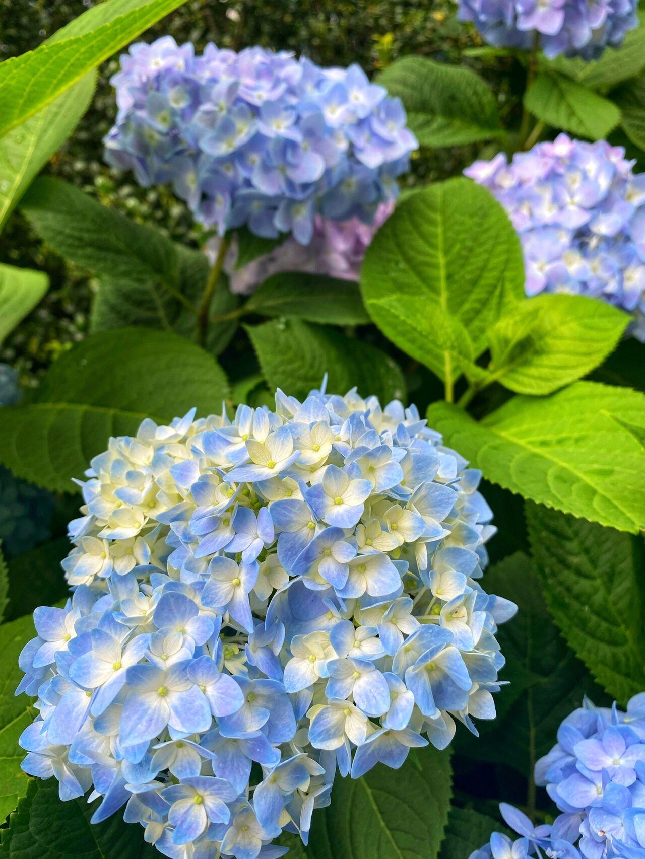 重庆奥林匹克花园一期2楼户型图_一楼花园装修效果图_5图汪府花园1楼